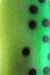 Premium Green Minnow Black Spots Nickel Back